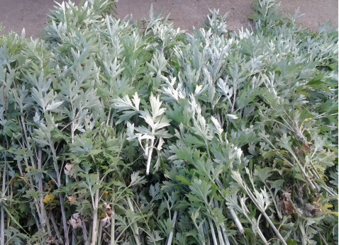 華展貓先生，端午節(jié)，垃圾分類